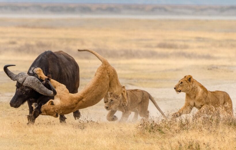 3 Days, 2 Nights Safari - Ngorongoro and Tarangire National Parks