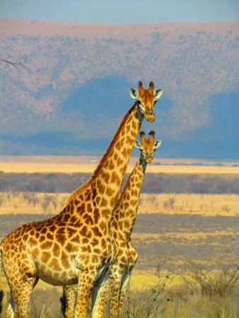 Serengeti andngorongoro safari luxury tanzania adventure 05