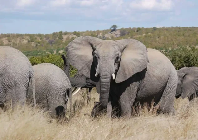 Serengeti andngorongoro safari luxury tanzania adventure 08