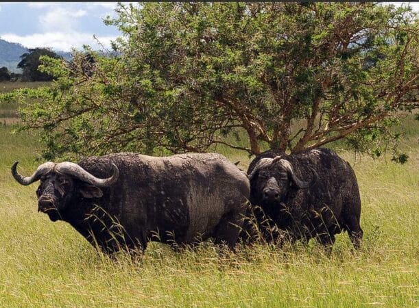Mikumi national park buffaloes