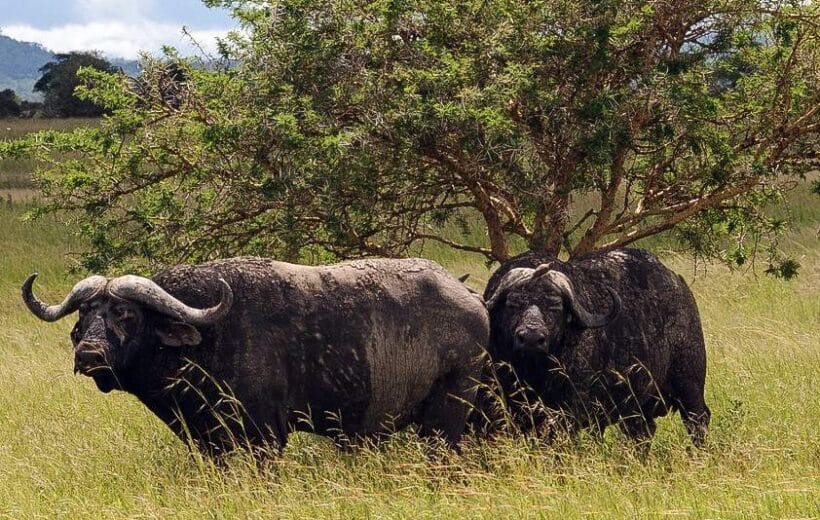 Mikumi Day Trip Safari from Zanzibar