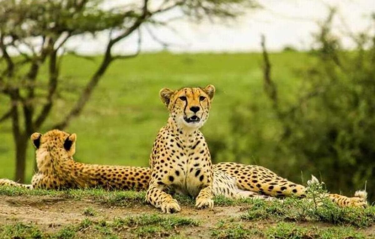Ngorongoro-Serengeti-Safari