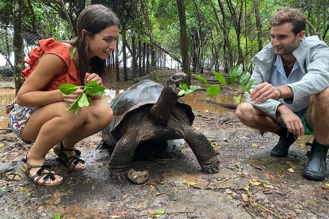 Prison island turtle 02
